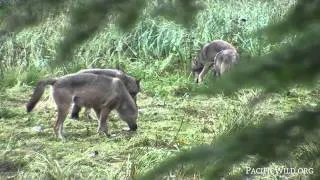 Wolves Eating Salmon