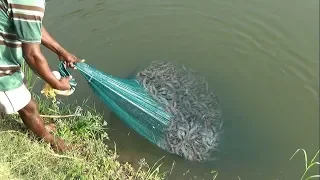 PRAWN CATCHING AT POND