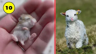 10 Most Cute And Smallest Animals You Never Knew Existed