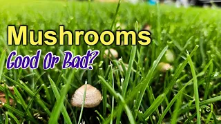 What Mushrooms In The Lawn Tell You