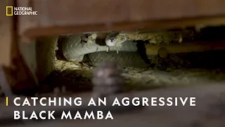 Catching an Aggressive Black Mamba | Snakes in the City | National Geographic