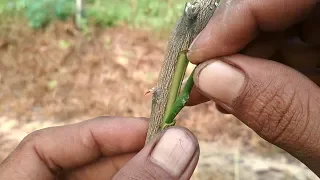 How to Budding Citrus tree