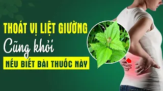 Bài Thuốc Dân Gian Điều Trị thoát vị đĩa đệm trong 15 ngày. Bật Mí CÂY Thuốc Nam của Đại tá quân y