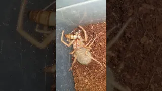 Camel Spider vs Superworm Takedown part 3