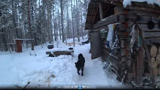 В ТАЙГУ С НОЧЕВКОЙ / ИЗБА / ТАЕЖНЫЙ БЫТ / ПРОВЕРКА ЖЕРЛИЦ / ПРОВЕРКА КАПКАНОВ НА КУНИЦУ