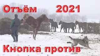 Отъём жеребят 2020-го года рождения. Опасное дело.