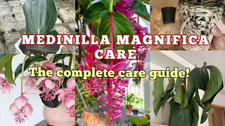 PLANT CARE GUIDES MEDINILLA MAGNIFICA