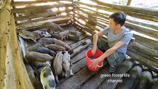 Robert's Farm. My next herd of wild pigs. Green forest life (ep225)