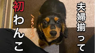 夫婦揃って初めての子犬をお迎え！！【ダックスフンド】