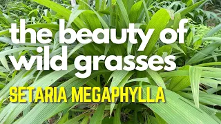 The beauty of wild grasses - Setaria megaphylla