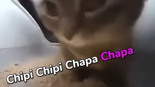 Chipi Chipi Chapa Chapa 1 hour loop + lyrics