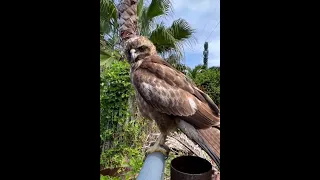 😍🦉🦅Check this gorgeous Hawaiian hawk ‘io.  .#hawaiianbirds#godcreation #hawk #bigbirds