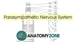 Parasympathetic Nervous System Anatomy