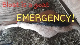 Goat Bloat Needs IMMEDIATE ACTION, Have Treatments on Hand!