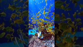 Underwater dancing fishes