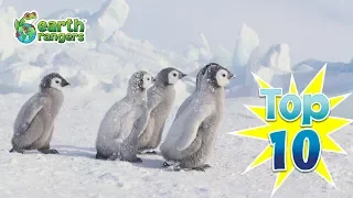 Top 10: Ways Animals Survive the Winter