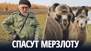 Как лошади и верблюды помогут вечной мерзлоте