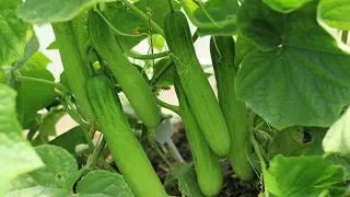 Prune cucumber properly to get great harvest, why and how