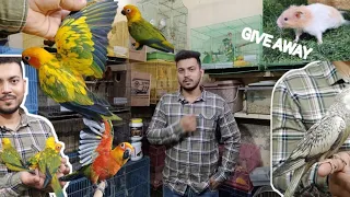 sun conure parrot & give away by wajid in mumbai