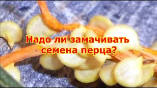 Надо ли замачивать семена перца?