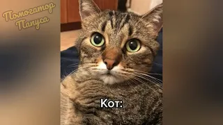 ГОВОРЯЩИЕ КОТЫ 🤪 СМЕШНЫЕ СОБАКИ 🐶 ПРИКОЛЫ С КОТАМИ 😻 СМЕШНЫЕ ЖИВОТНЫЕ 🐱