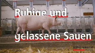 Ruhige und gelassene Sauen