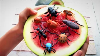 BEST OF STOP MOTION COOKING: Make Beetle Mukbang Salad from Watermelon | Funny stop motion & ASMR 4K