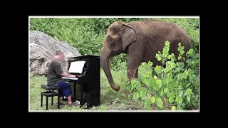 Man Plays Debussy On Piano, Reducing This 80-Year-Old Elephant To Tears In Emotional Moment