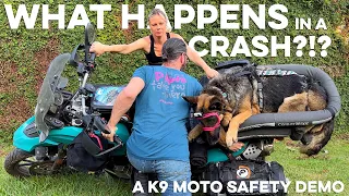 What happens to your DOG 🐶 in a MOTORCYCLE CRASH?