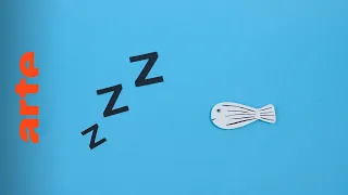 Was verbindet Schlaf und den Zebrafisch? | Verknüpft | ARTE