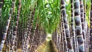 Beneficios y Características del Cultivo de Caña de Azucar - TvAgro por Juan Gonzalo Angel