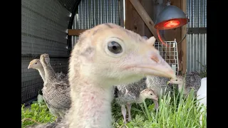 Turkey poults are 4 weeks old and they love it outside!