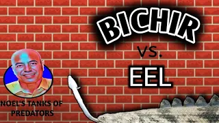 Bichir vs. Eel