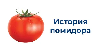 Кратко и просто о помидоре