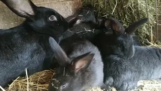 Кролики на даче. Вы только посмотрите! Царство чёрных крольчат! Обалдеть! 🐇🐇🐇😍