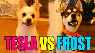 🐾 Can Dostlarımız Kapışıyor 🐶 [ Tesla vs Frost ] /w Gitaristv /w Buse Duygu