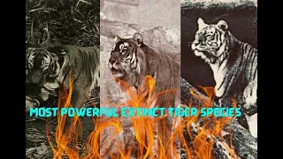 Top 6 Most Powerful Extinct Tiger Subspecies