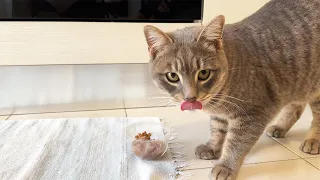 My happy cat eating a tuna snack in the kitchen 🐈😍 😍 😍