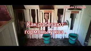 Как работают  гормоны у наших коз🐐