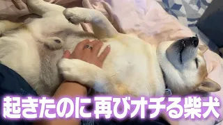 お腹を見せつけてマッサージを要求する柴犬