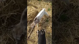 Асмр. Породистые козлята. Смешные козлята. Козичка и козлик играют. Little goats play.