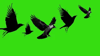 GREEN SCREEN black birds Crow flying effects animation | chroma key birds flying | Crazy Editor
