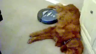 Roomba Versus Sleeping Dog