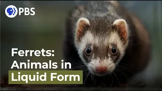 Ferrets: Animals in Liquid Form