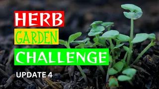 HERB GARDEN CHALLENGE | UPDATE 4 | 5/5/2024 | #planterhgc2024