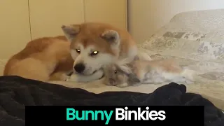 Bunny Binkies: Cute and Funny Bunny Compilation