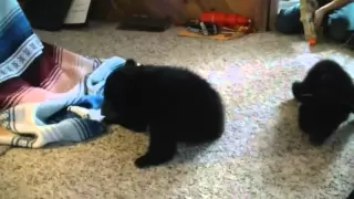 Cubs first steps while crawling