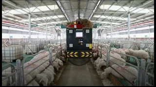 Sheep breeding goes smart in county of Gansu, China