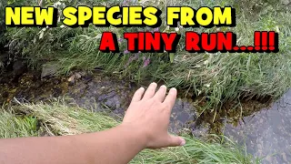 I FINALLY FOUND IT...In a TINY RUN TOO!!! (NEW SPECIES ALERT)