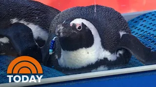 African penguins from Mystic Aquarium visit TODAY